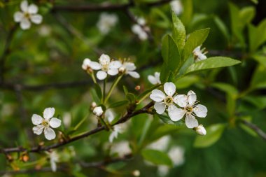 Ağaç cerasus yakın çekim güzel çiçekler. Kopya alanı ile makro dal bahar çiçekleri Romantik arka plan. Sarı pestle ve stamens ile küçük beyaz çiçekler. İlkbaharın çiçekaçan bitkileri.