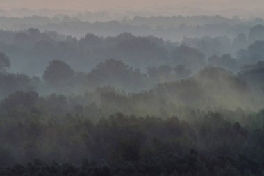 Sabahın erken saatlerinde sis altında ormanın tepesinden mistik bir manzara. Şafak öncesi gökyüzünün altında taiga ağaç siluetleri katmanları arasında Sis. Görkemli doğanın sakin sabah atmosferik minimalist manzara.