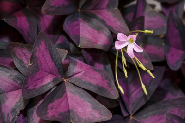 Kopya alanı ile mor üçgen yaprakların arka planda oxalis güzel çiçek. Çiçek açan shamrock yakın. Egzotik houseplant.