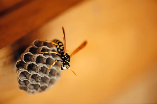 Kleine Wasp Beschermen Zijn Honingraten Macro Gevaarlijke Gestreepte Geel Zwarte — Stockfoto