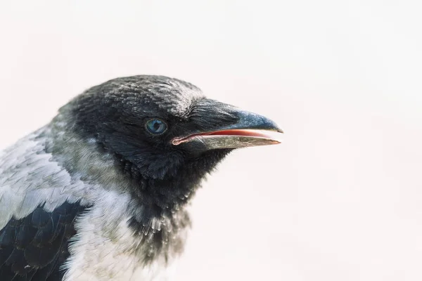 Cabeza Cuervo Joven Sobre Fondo Gris Retrato Cuervo Cerca Pájaro —  Fotos de Stock