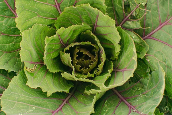 Hojas Repollo Primer Plano Jardín Verduras Oruga —  Fotos de Stock