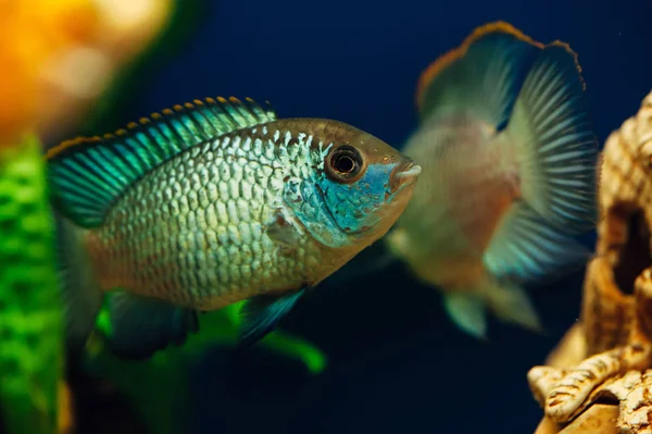 Nannacara Dos Peces Azules Sobre Fondo Uno Del Otro —  Fotos de Stock