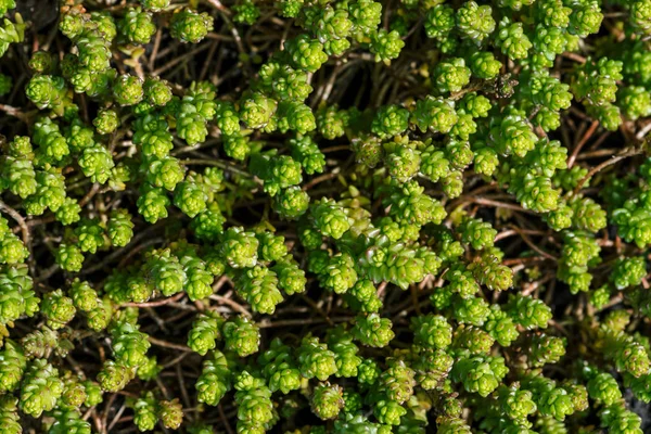 Pequenas Suculentas Verdes Coberto Chão Belo Sedum Macro Antecedentes Plantas — Fotografia de Stock