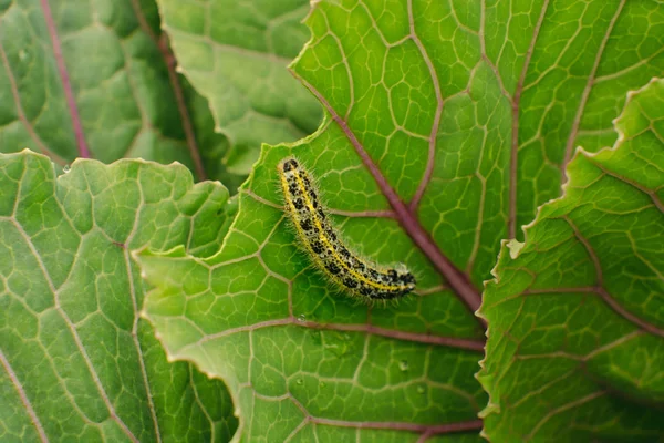 Oruga Arrastra Sobre Una Hoja Col Verde Peste Macro —  Fotos de Stock