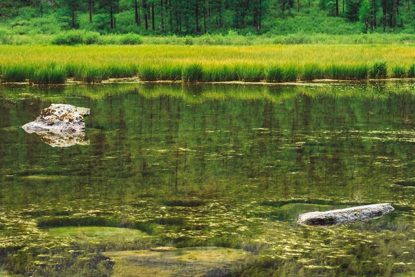 Las Algas Crecen Aguas Tranquilas Limpias Cerca Fondo Pantanoso Remanso —  Fotos de Stock