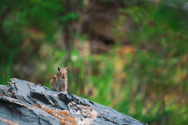 Chipmunk on rock on background of greenery in highlands. Small curious animal on colorful stone. Little fluffy cute mammal on picturesque boulder in mountains. Small rodent. Little nimble chipmunk.