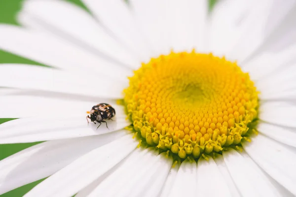 Mały Pylników Przeszukuje Big Daisy Makro Plamisty Brązowy Chrząszcz Romantyczny — Zdjęcie stockowe