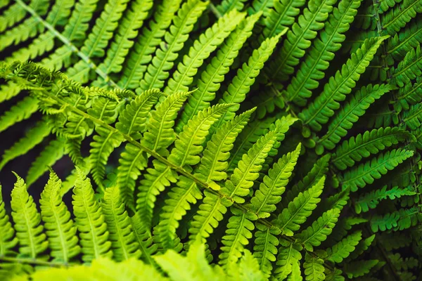 Eğrelti Otu Nun Büyük Yeşil Yaprakları Yakın Çekim Kopya Alanı — Stok fotoğraf