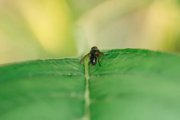 Μαύρη Μύγα Κάθεται Ένα Πράσινο Φύλλο Του Φυτού Καλοκαιρινά Έντομα — Φωτογραφία Αρχείου