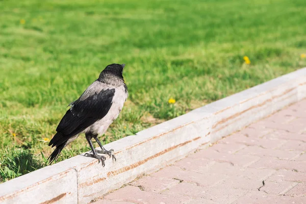 Siyah Karga Kopya Alanı Ile Yeşil Çim Arka Plan Üzerinde — Stok fotoğraf