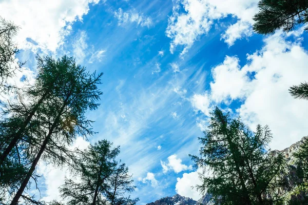 Amazing vivid blue sky with gentle clouds above snowy mountain range behind high conifer trees in sunlight. Wonderful sunny day. Picturesque minimalist landscape of majestic nature of highlands.