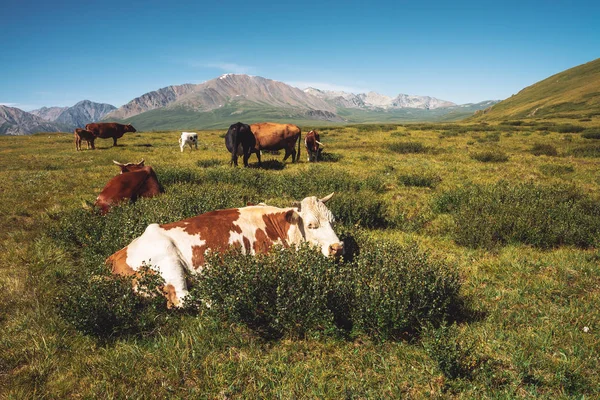 Коровы Пасутся Лугах Долине Против Прекрасных Гигантских Гор Солнечный День — стоковое фото