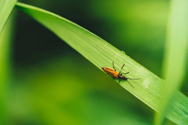 Маленький Жук Cerambycidae Яркой Блестящей Зеленой Траве Капли Росы Крупным — стоковое фото