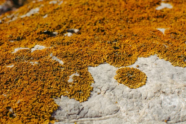 바위에 오렌지 클로즈업 내츄럴 — 스톡 사진