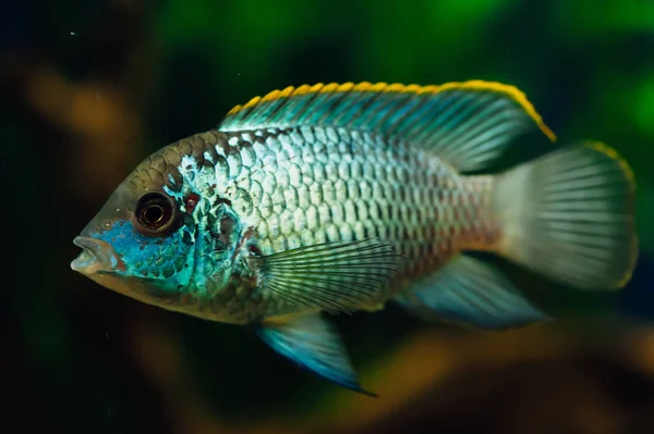 Неперевірена Блакитна Акваріумна Риба Фоні Водоростей — стокове фото