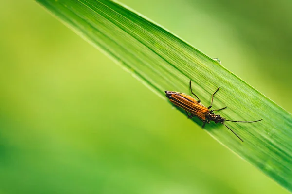 Маленький Жук Cerambycidae Яркой Блестящей Зеленой Траве Капли Росы Крупным — стоковое фото