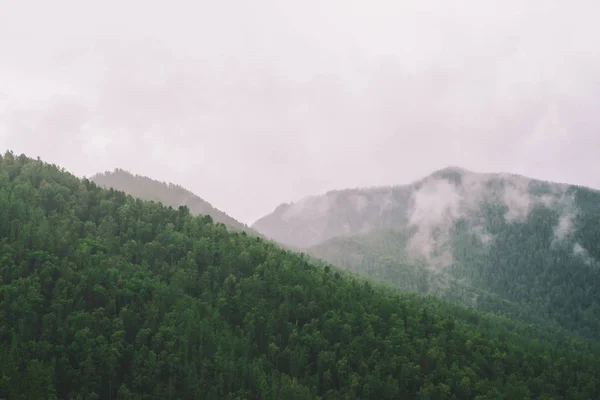 Evergreen forest cover in highlands in morning fog. Mystic haze among hills. Atmospheric misty mountain landscape of majestic nature.