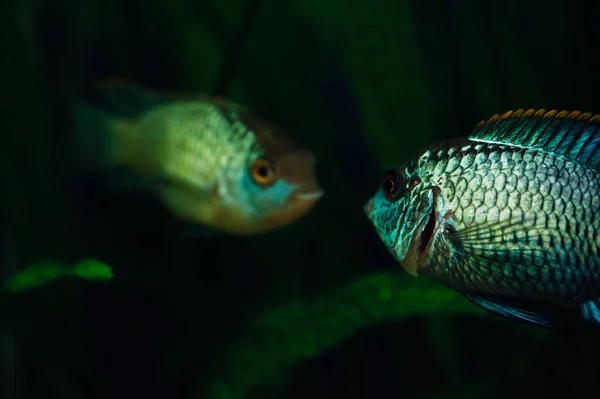 Риба Бачить Своє Відображення Склі Акваріумі Неперевірена — стокове фото