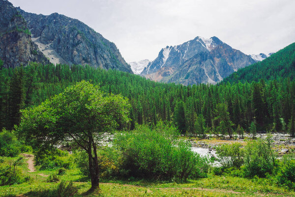 Маленький кедр против горного ручья в долине против гигантской скалы. Водный поток в ручье от ледника. Богатая растительность и лес высокогорья. Хвойные деревья. Атмосферный ландшафт величественной природы
.