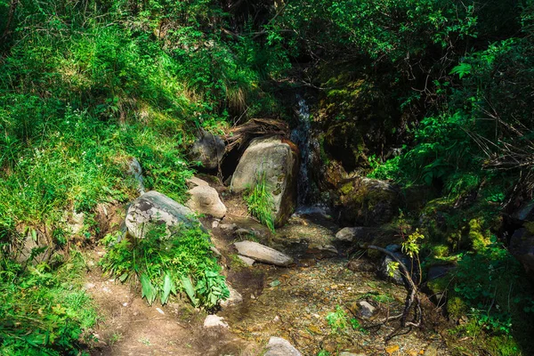 Весняний Ключ Оточений Багатою Рослинністю Невеликий Красивий Водоспад Серед Зелені — стокове фото