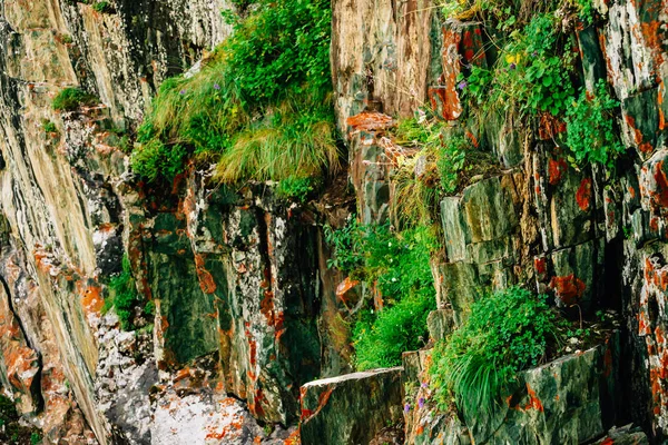 青苔橙色岩石分层的山体表面 高地植被丰富 悬崖上的植物 青苔和地衣 带复制空间的山腰细节纹理 带绿色纹理的岩石 — 图库照片