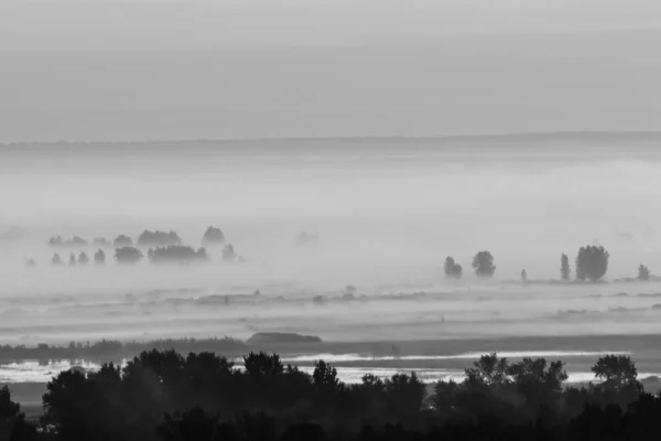 Mystischer Blick Auf Den Wald Dunst Frühen Morgen Graustufen Nebel — Stockfoto