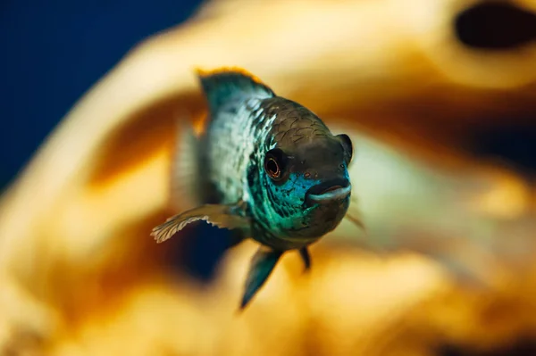 Неперевірена Блакитна Риба Фоні Декоративного Корабля Кераміки Жовтий — стокове фото