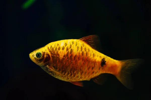 Barbus Pesce Oro Sfondo Scuro Acquario Giallo Arancione — Foto Stock