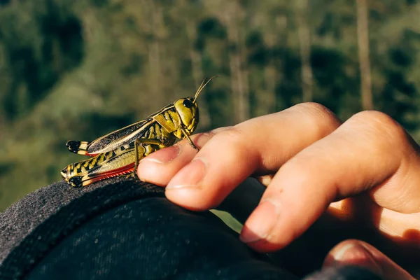 Saltamontes Sentado Una Mano Contacto Con Naturaleza Bosque Sobre Fondo —  Fotos de Stock