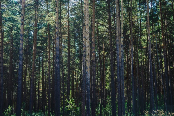 Höga Tallar Solljus Nära Upp Bakgrund Tallskogens Gräns Konsistens Pinery — Stockfoto