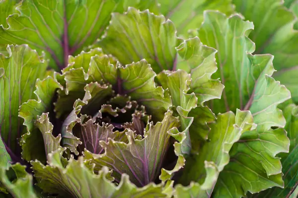 Green cabbage leaves with purple veins top view close-up. Natural seamless texture.