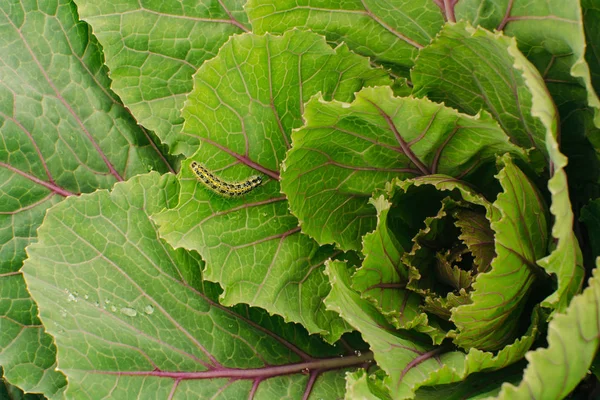 Bladeren Van Groeiende Kool Buurt Moestuin Caterpillar — Stockfoto