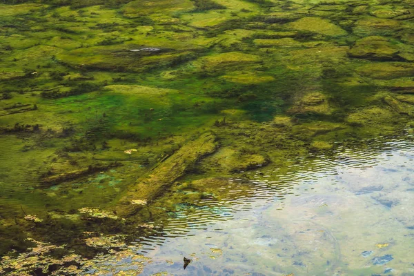 Calm clean water with algae close up. Stony bottom of swampy backwater of mountain lake. Green atmospheric natural background of highlands. Light ripple on transparent water surface.