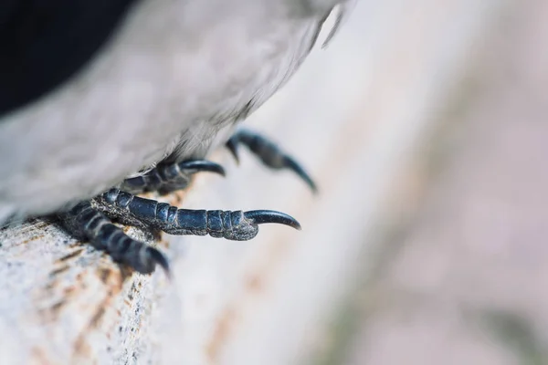 カラスの爪がクローズアップ レイヴンは都会の国境に座っている レクリエーション上の都市鳥 — ストック写真