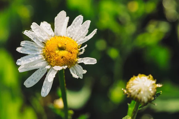 Manzanilla Las Lluvias Cerca Margarita Bajo Fuertes Lluvias Macro Marguerite — Foto de Stock