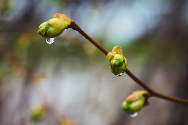 Beautiful linden branches with flowering buds close-up in rain spring time. Picturesque branches of tree in rain weather. Colorful background of buds of leaves of linden with rain drops.