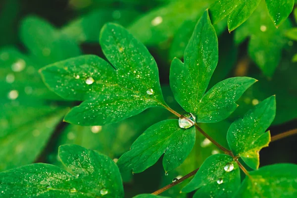 Beautiful Vivid Green Leaves Dicentra Dew Drops Close Copy Space — Stock Photo, Image