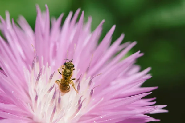 Χρυσή Μέλισσα Επικονίάζεται Ροζ Καλαμπόκι Υπόλευκο Κέντρο Την Ηλιόλουστη Μέρα — Φωτογραφία Αρχείου