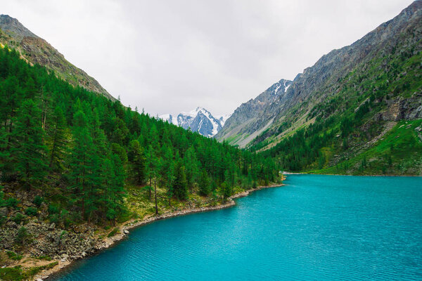 Fast mountain creek from glacier flows into azure mountain lake in valley. Amazing mountains with conifer forest. Larch trees on mountainside. Vivid green landscape of majestic nature of highlands.