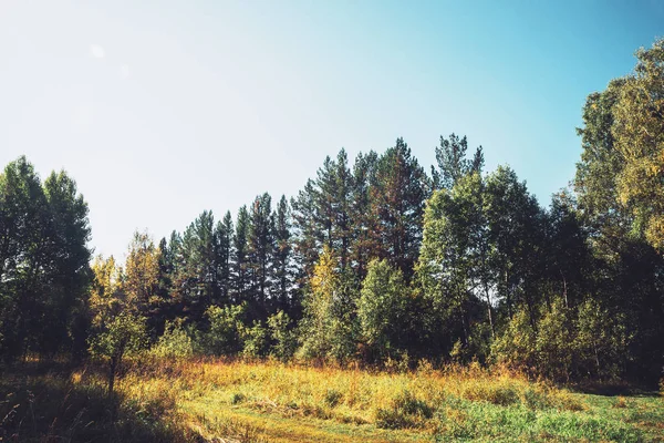 Höst Gläntan Tät Skog Vintagestil Färgglad Äng Bland Träd Med — Stockfoto