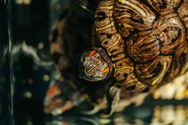 Familie Skildpadder Svømmer Akvarium Trachemys Scripta - Stock-foto