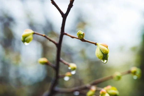 Bellissimi Rami Tiglio Con Boccioli Fioriti Primo Piano Primavera Piovosa — Foto Stock