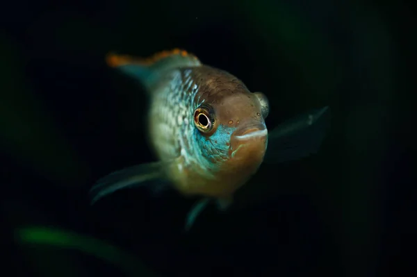 Nannacara Blaue Aquarienfische Auf Einem Hintergrund Aus Algen Buntbarsche — Stockfoto