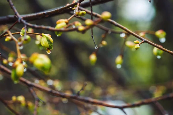 Bellissimi Rami Tiglio Con Boccioli Fioriti Primo Piano Primavera Piovosa — Foto Stock