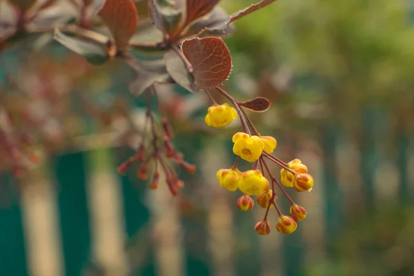 Sárga Virágok Tavasz Egyik Ágán Berberis Ottawensis Superba Közelkép Puha — Stock Fotó