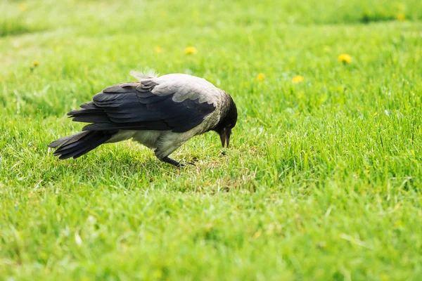 Cuervo Negro Camina Sobre Césped Verde Con Espacio Copia Cuervo —  Fotos de Stock