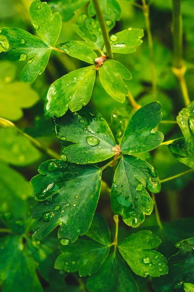 Hermosas Hojas Verdes Vívidas Aquilegia Con Gotas Rocío Cerca Con — Foto de Stock