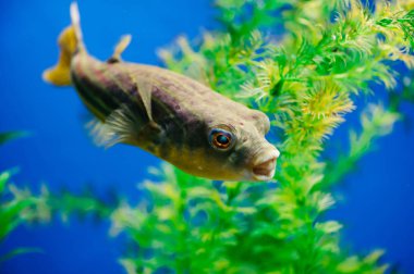 Tetraodon lineatus akvaryum yakın çekim yüzer. Sarı dişli yırtıcı balık.