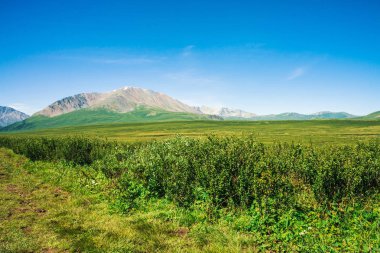 Berrak mavi gökyüzü altında yeşil vadi üzerinde kar ile dev dağlar. Güneş ışığında yaylaların zengin bitki örtüsü ile Çayır. Görkemli doğanın inanılmaz güneşli dağ manzara.